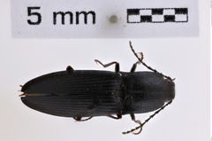 Foto (Dorsalansicht) von Neopristilophus cribrosus (LeConte 1853) (NHMW-ZOO-COL-0007954)